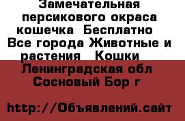 Замечательная персикового окраса кошечка. Бесплатно - Все города Животные и растения » Кошки   . Ленинградская обл.,Сосновый Бор г.